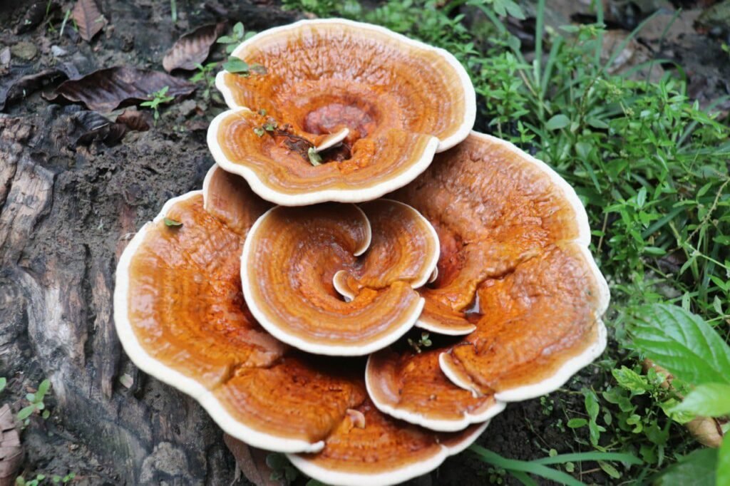 Ganoderma Mushroom — दुर्लभ औषधीय मशरूम