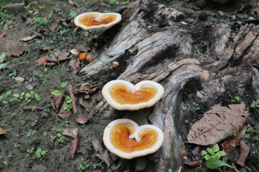 Ganoderma specimen