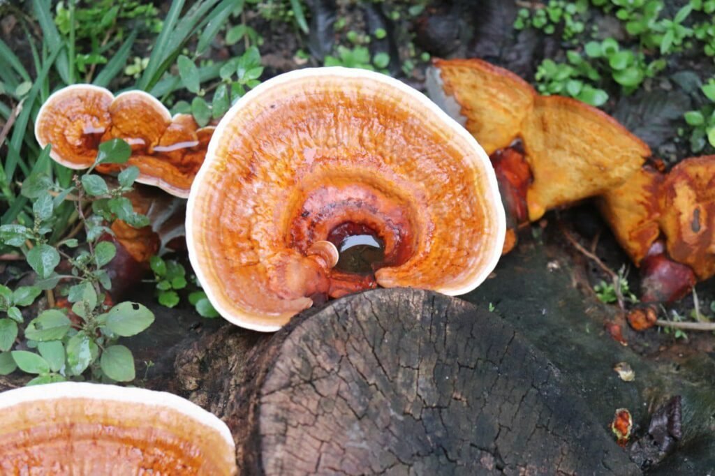 Studying the mushroom